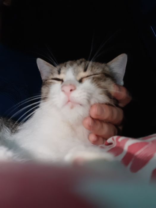 Mushukcha hadyaga beriladi