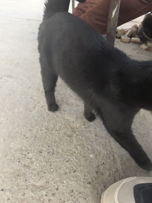 Мушук зато бошка