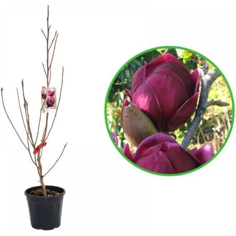Magnolia/Magnoli Roz,Alba,Galbena,Grandiflora la cele mai bune preturi