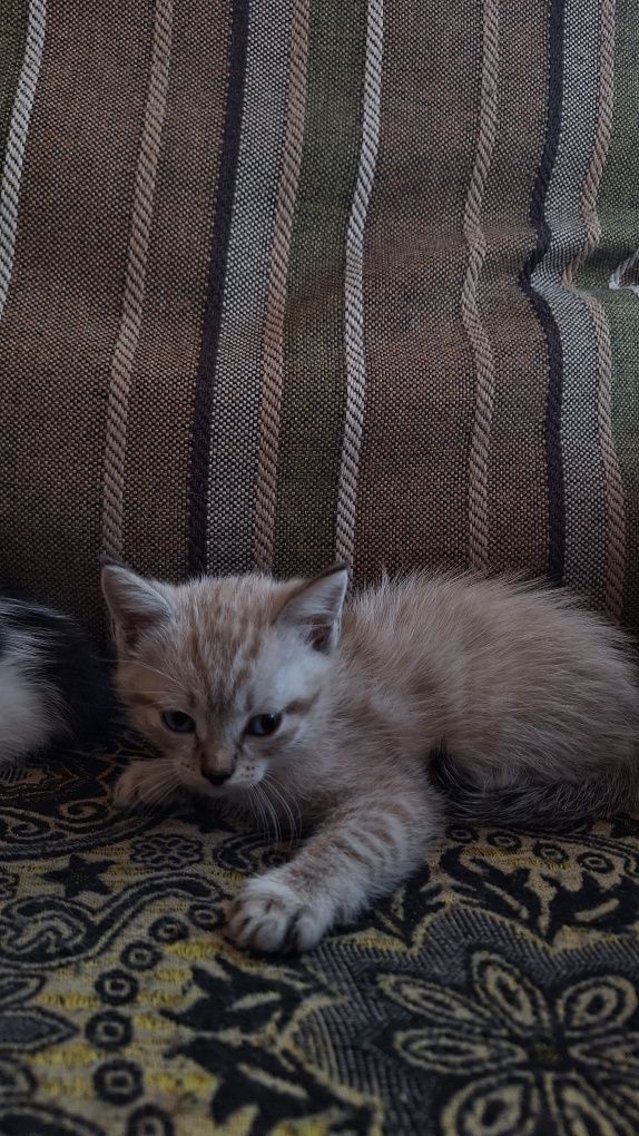 Отдам кошку и котят