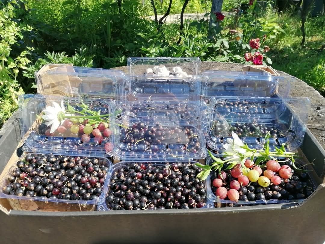 Oferim spre vânzare Coacăze negre și coacăze roșii și Agrișe