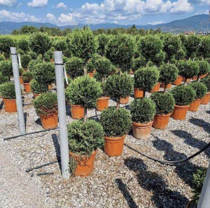Garden Devis | Cele mai calitative Plante Ornamentale