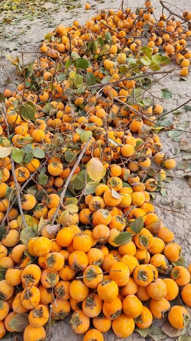 Хурмо сотилади кота