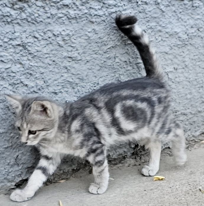 Котята бесплатно