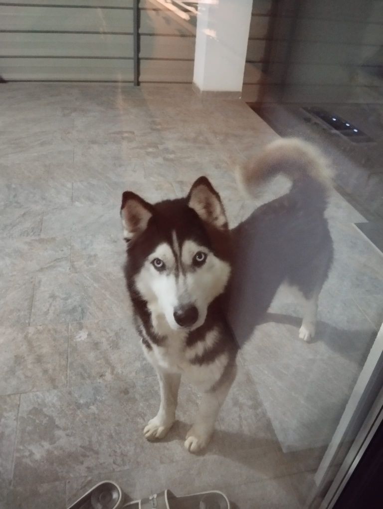 Donez caine Husky