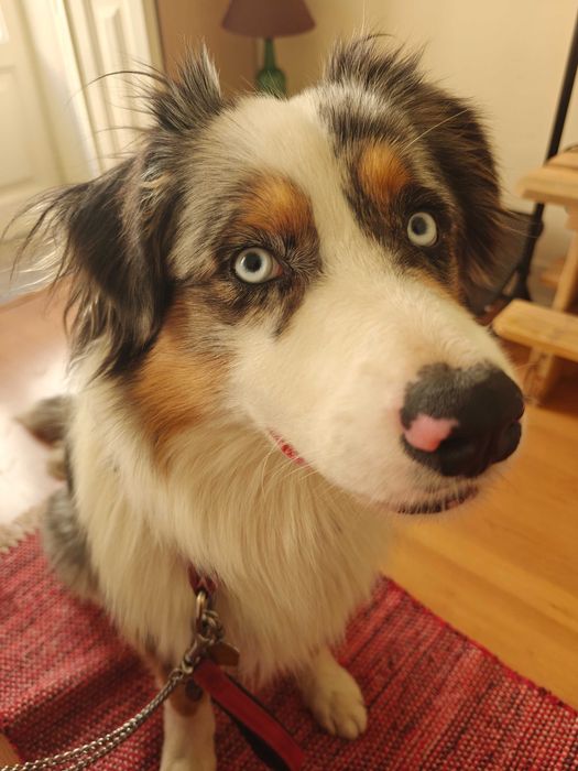 Красив австралийски овчар – мъжки, роден на 01.05.2023, търси нов дом