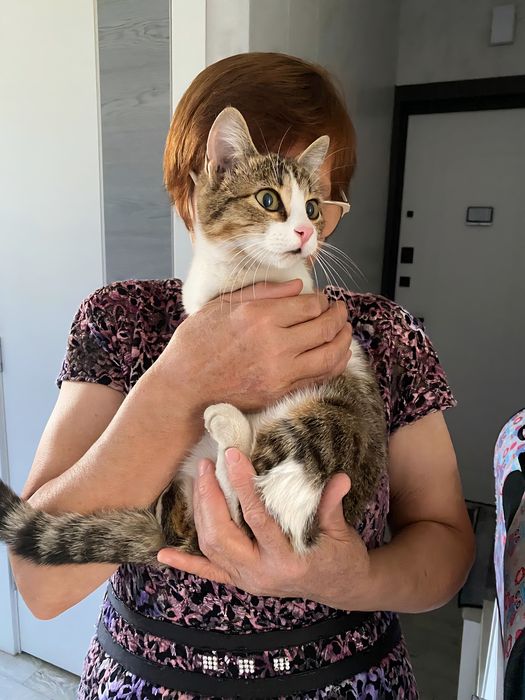 Кошка !Срочно !   !