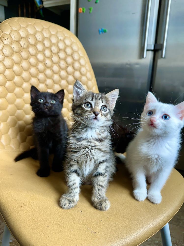 Котята в добрые руки