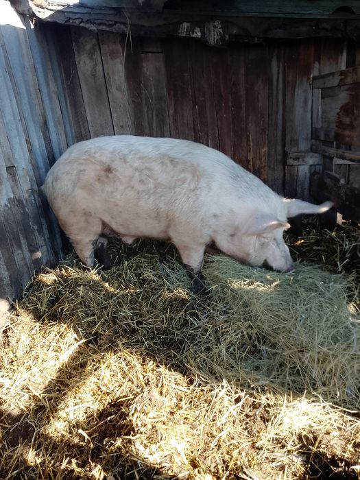 Кабан на племя.1 год 160000