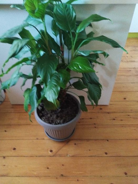 Продавам различни видове цветя