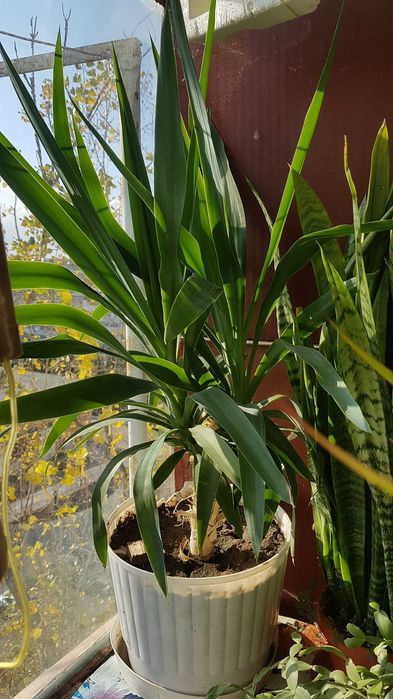 Floare Dieffenbachia casa, birou, decor - oferta saptamana asta