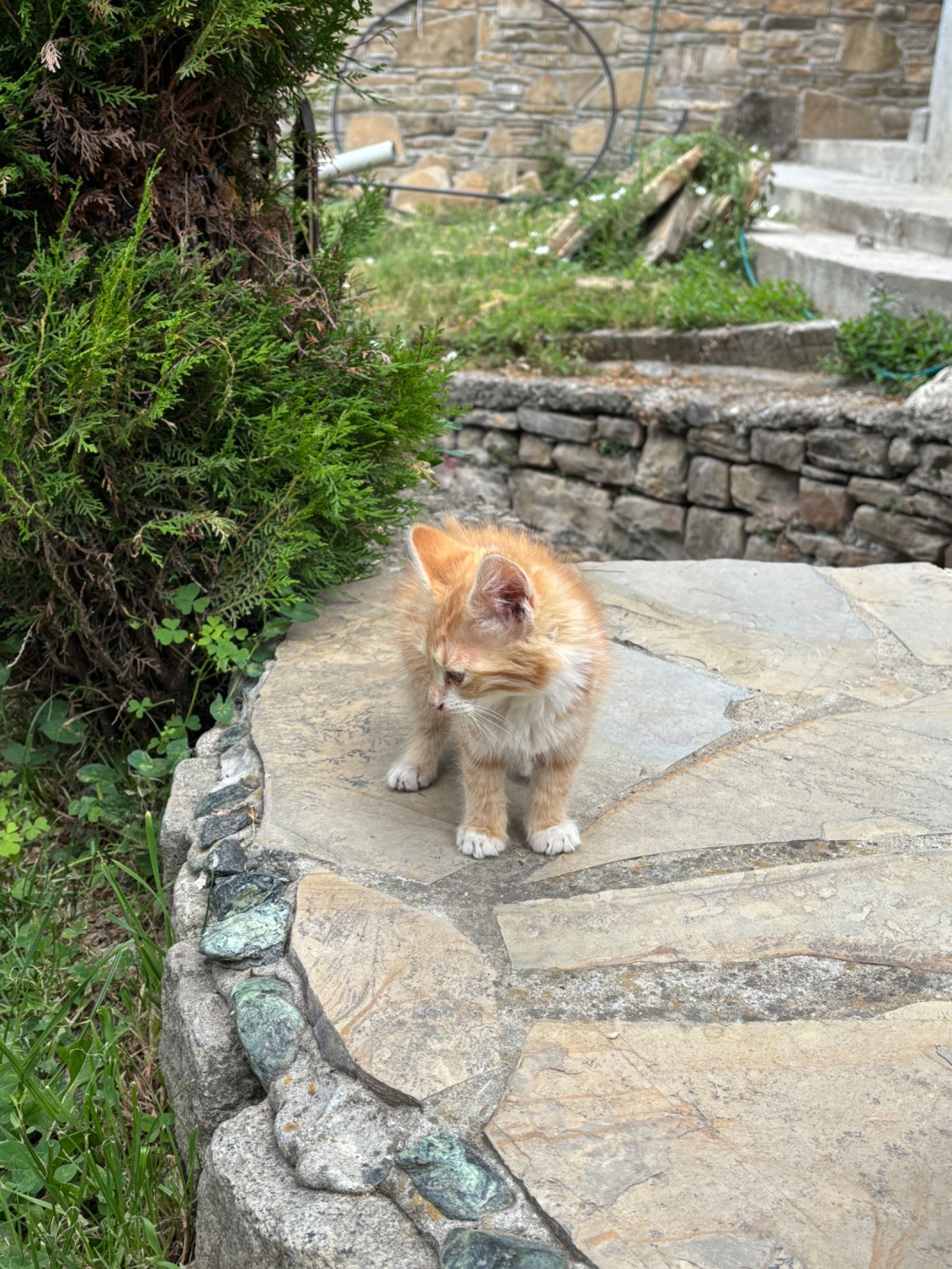 Подарявам котета