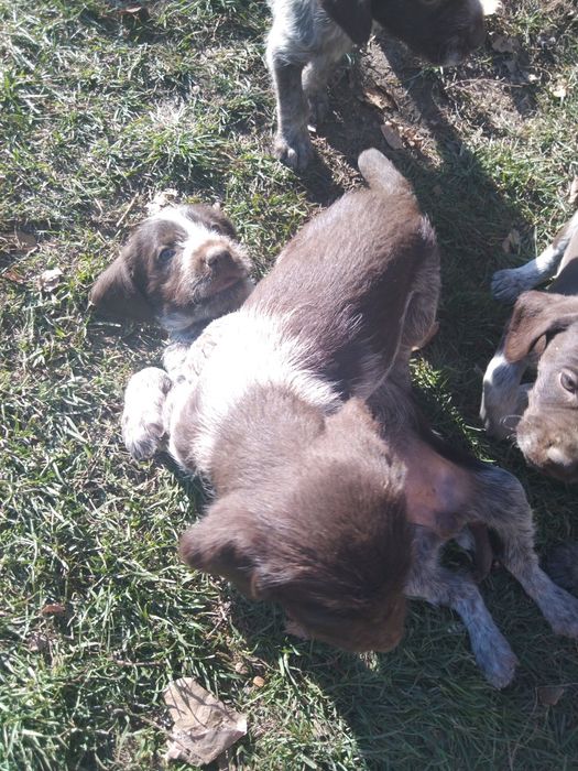 Продам щенков дратхаара