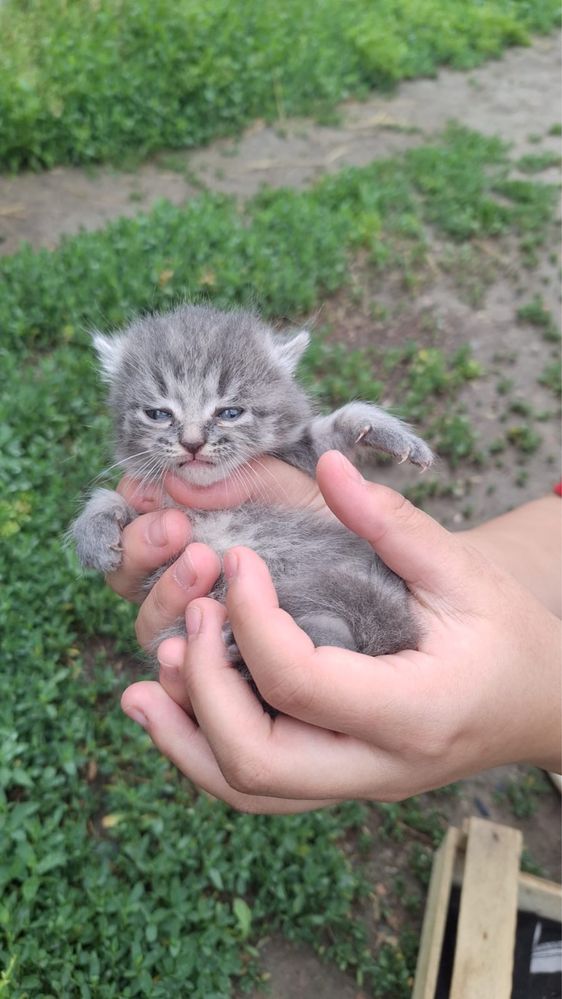 Котята красивые бесплатно