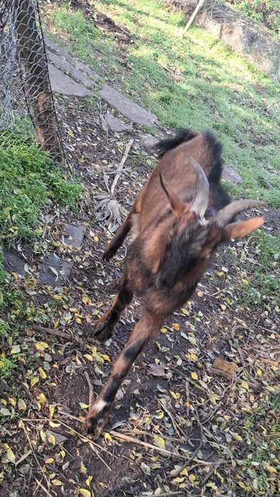 Vând țap alpin francez