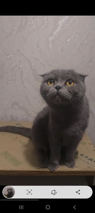 Tez sotiladi Shotlandskiy fold