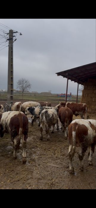 Vitei de vânzare 18 bucăți