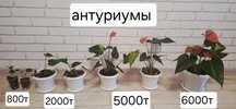 Мужское и женское счастье