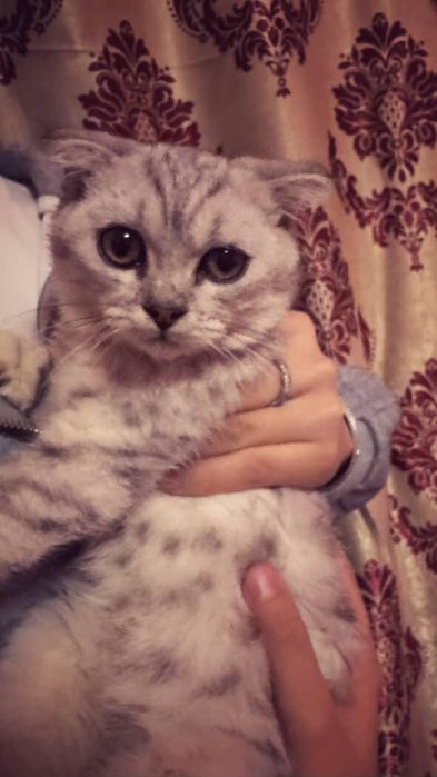 Очаровательный котёнок ищет свой дом! 

Посмотрите в эти глазки