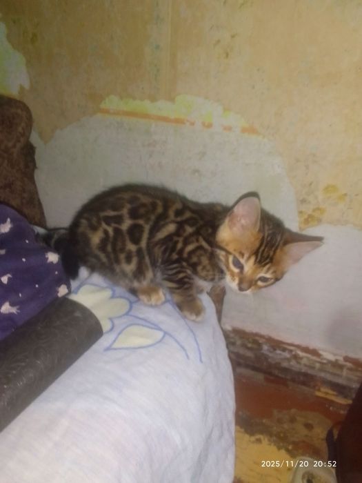 Последние предложение, не упустите !!!