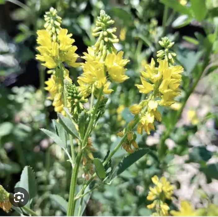 Семена Донника желтый 2 летний