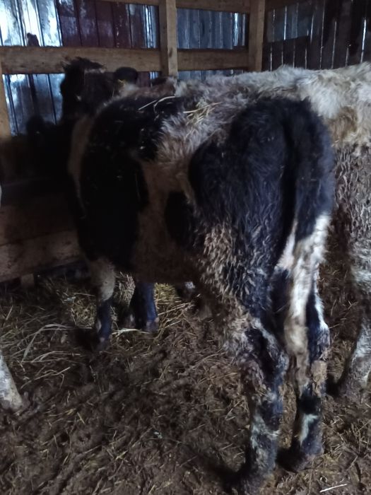 Vând 4 vițele bălțate