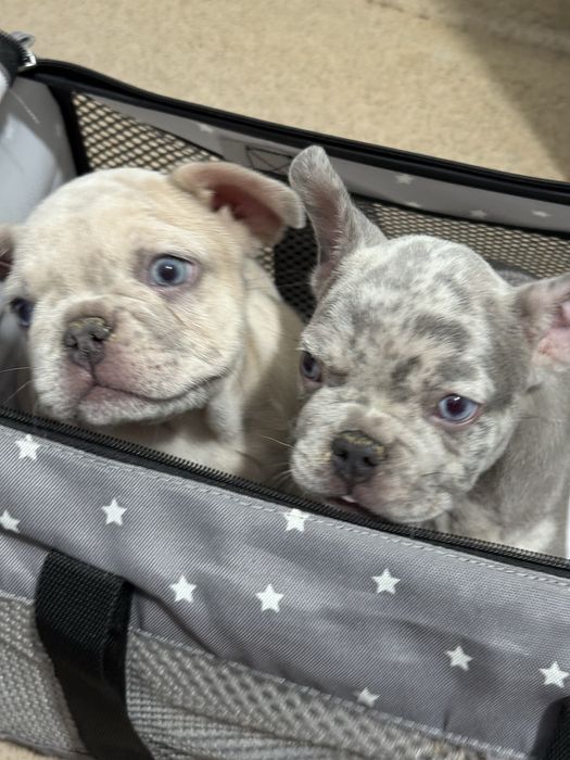 Bulldog Francez Merle / French Bulldog