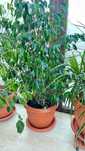 Vand floare ficus