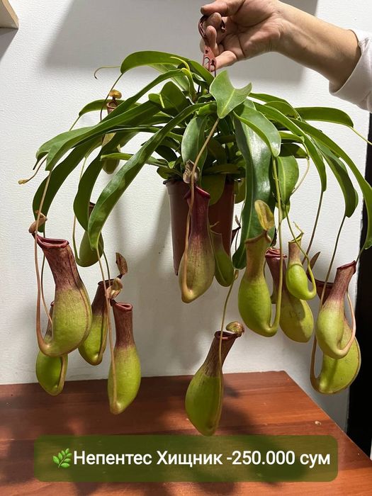 Мухоловка, Аглаонема баттерфляй,Калатея пиктурата, Хамедорея