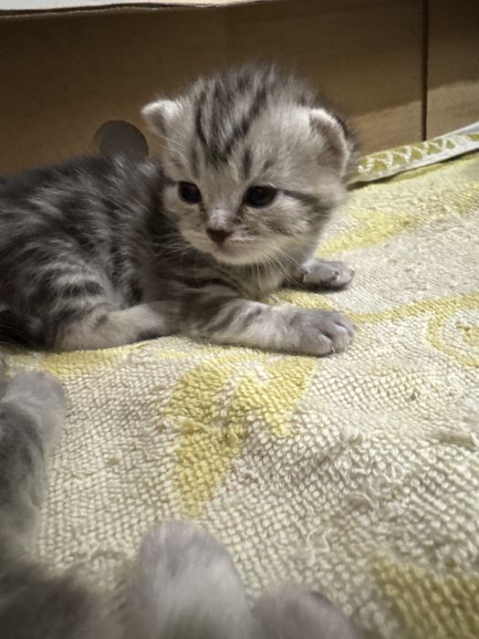 Принимаю заказ на котят шотландских вислоухих родились 25 октября