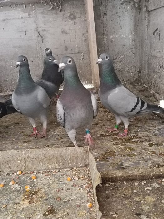 Vând porumbei voiajori pui și bătrâni cu clasări !