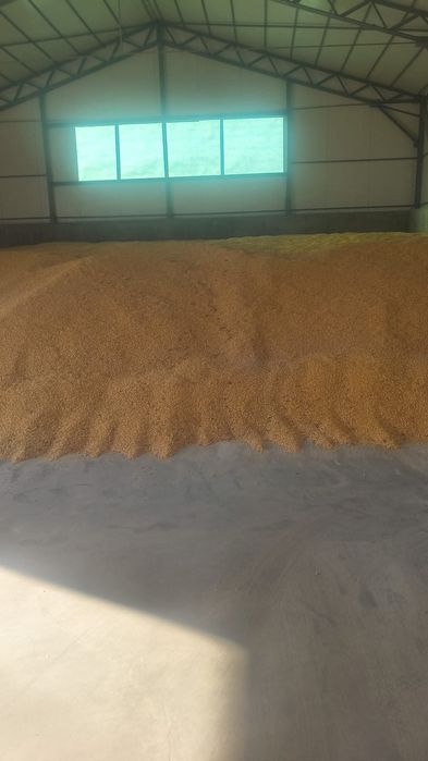 Porumb boabe recolta 2025