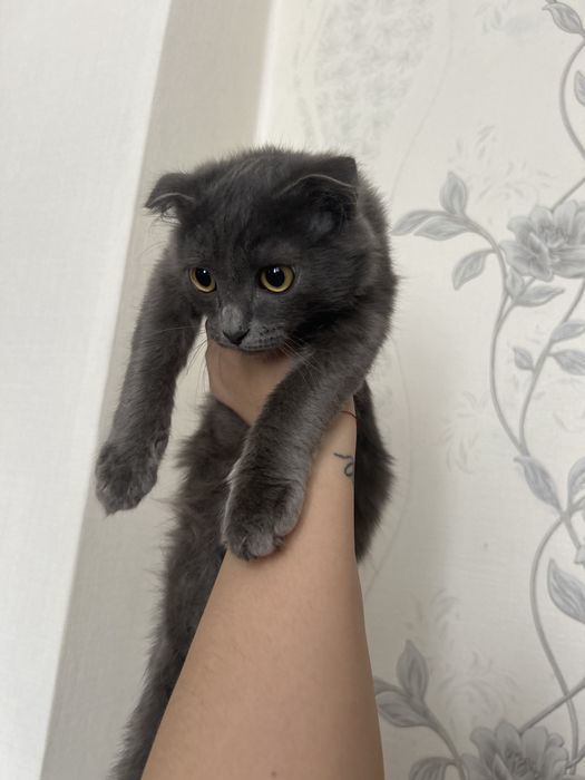 Отдам котенка в добрые руки