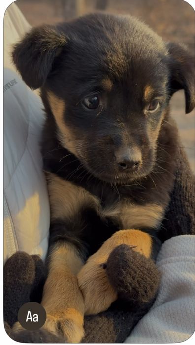 Собачка, мальчик