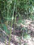 Vând bambus auriu  (Phyllostachis)