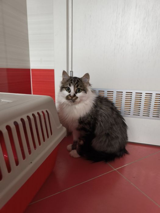 Подарявам малко мъжко котенце