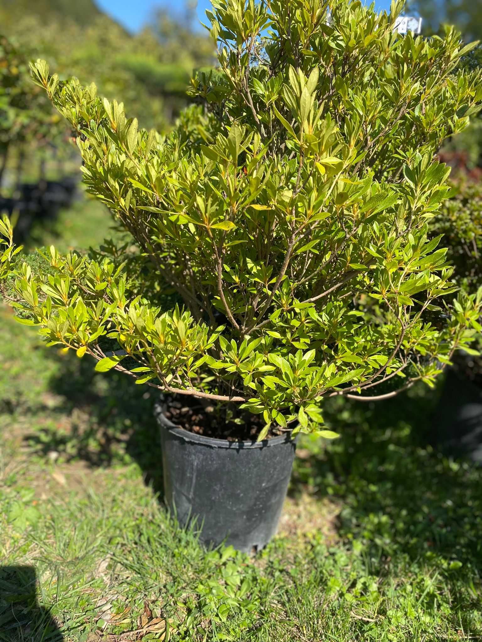 Selecție variată de plante ornamentale Transport gratuit în toată țara