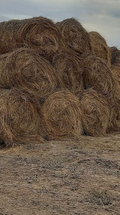 Продаеться чистый житняк