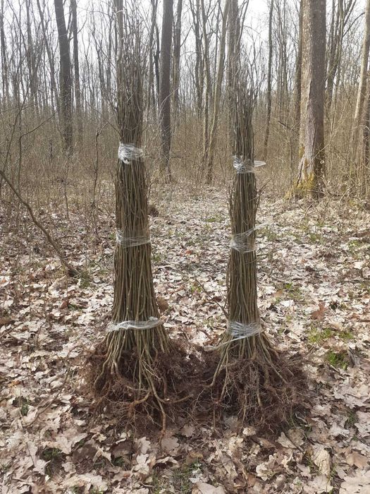 Puiete De Arbori : Tei / Mesteacan  / Paltin / Puieti Forestieri
