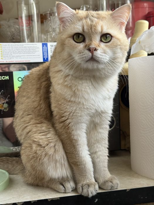 вязка коты Шиншиллы Мираж и Снежок