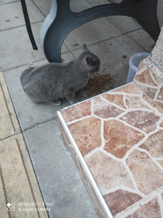 Сивушко търси дом на 6м е