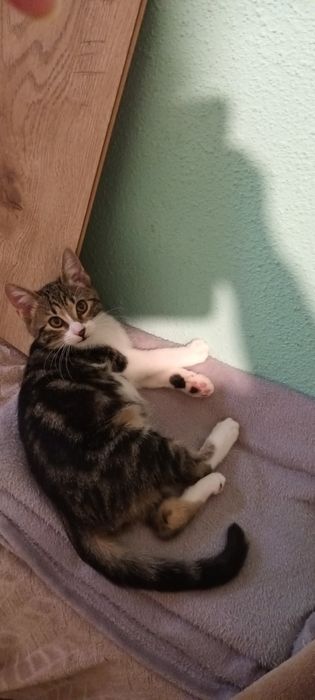 Pisicut pentru adoptie.