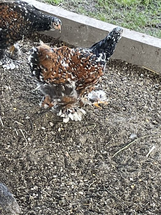 Puicute brahma gold si portelan