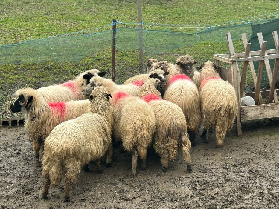 Oi țurcane tinere talie mare! Preț doar AZI urgent!