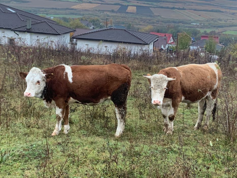 Junincă de vânzare