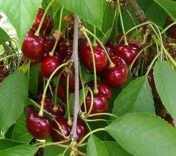 Йирик экспортбоб гилос кучатлари