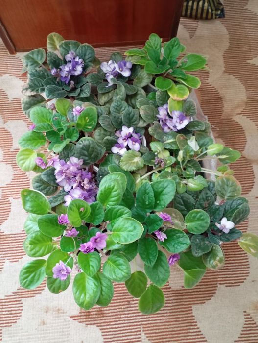 Продам фиалки трёх цветов