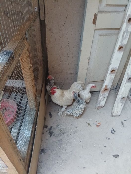 Qora tovuq oilasi sotiladi  ko shamo makiyonlari bor
