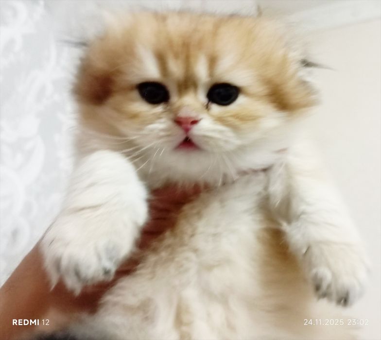 Продается золотое шиншила