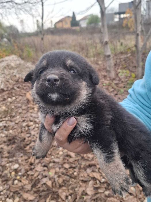 Catelusi pentru adoptie